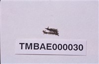 藏品(小扭口苔)的圖片